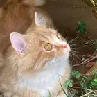 قطط شيرازي للتبني