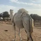 ناقه موطي