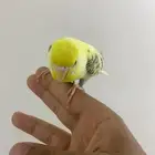 عصفور بادجي اليف