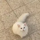 قطط