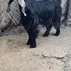 عنز عارضيه صنف