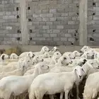 ضان مقاني كفو مراح واحد
