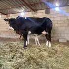 بقره