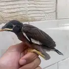 فرخ مينو