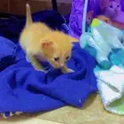 قطط للتبني