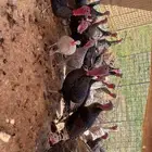 رومي
