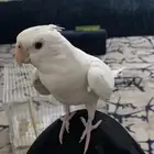 كروان اليف