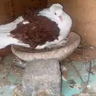طيور