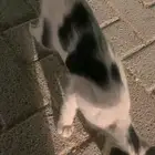 قط رجلة مبتورة