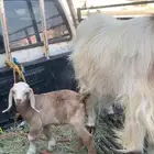 للبيع عنز والد عليها تيس سنها جامع