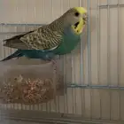طير باجي