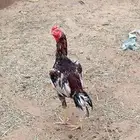 ديك سندي العمر 8اشهر