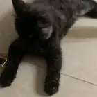 تبني قطه شيرازي