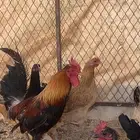 دجاج عربي اصيل ترثه فري سيافي و افرق