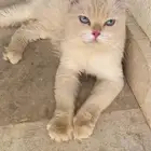 لتبني