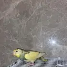 بادجي اليف للبدل