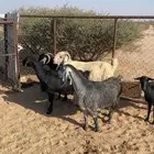 معزا للبيع