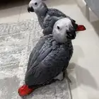 كاسيكو فروخ