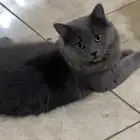 قطط