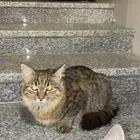 بسه للتبني