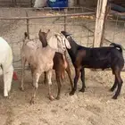 2تيوس وجفره فل