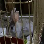 للبيع ارنب