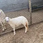 رخل جذعه فوق الوسط زبده - الموقع السوق -