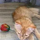 قط ذكر شيرازي ل التبني