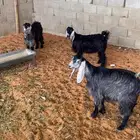 جفار طيبه