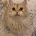 قطط للبتني