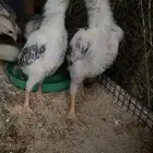 شامو