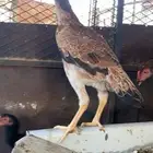 فروخ الماني