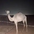 بكره حقه