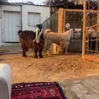 عنز عارضه وسنها ثنيه ومعها تيس طيب بالحيل عمره فوق 4 شهور