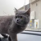 قطه سكوتش شيرازي للتبني