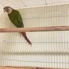 (تم البيع )انثى كنيور اناناس