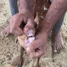 للبيع عنزه معه الفحل بس ماشرط