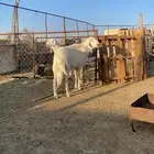 خروف فحل مشروط ثني