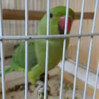 للبيع ببغاء درة الهندي