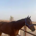 فرس انقليزيه هاديه تنفع لا الصغار للبيع