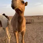 ابل للبيع ناقه القحه وبكار طيبه