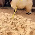 معزا عنز مشروكه معها جفره