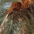 ثمرة النخل للبيع صفري طيب وحبه كفو