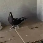 انثى تركيه