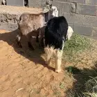 تيس ورخله للبيع الي يبغا مقطع يجي خاص