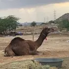 قعود السن ثني