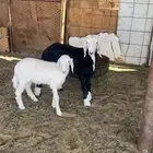 رخال وحده نجديه وحده حريه