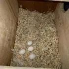 زوج روز البينو منتج ( عيون حمراء )