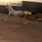 حصان شعبي شيخ