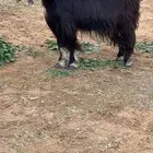 عنز عارضيه صنف